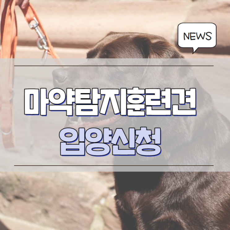 <b>관세청 마약</b>탐지훈련견 가족찾기 리트리버 민간입양신청