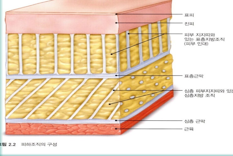  근막경선, 근육은 서로 소통하고 있다!
