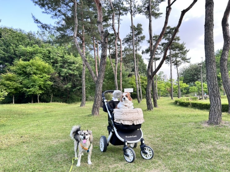  강아지 입양 아플때 책임질 수 있는지가 팩트