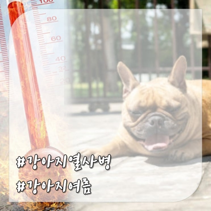 강아지 여름에 주의할 점 : 열사병 진드기 등