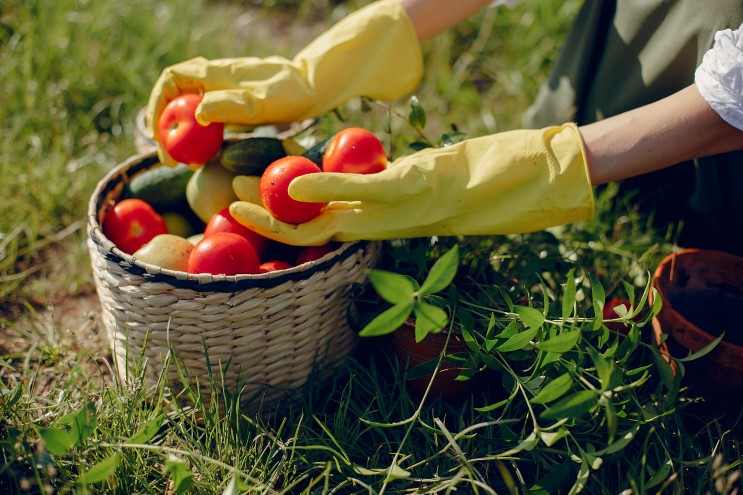 토마토 수확 시기와 수확 방법 : 최상의 맛을 위해