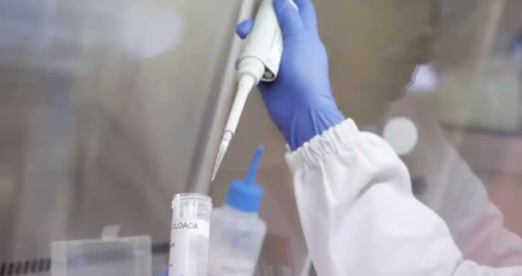 조류독감, 브라질 야생조류 H5N1 바이러스로 동물 건강 비상 조류독감, 브라질 야생조류 H5N1 바이러스로 동물 건강 비상