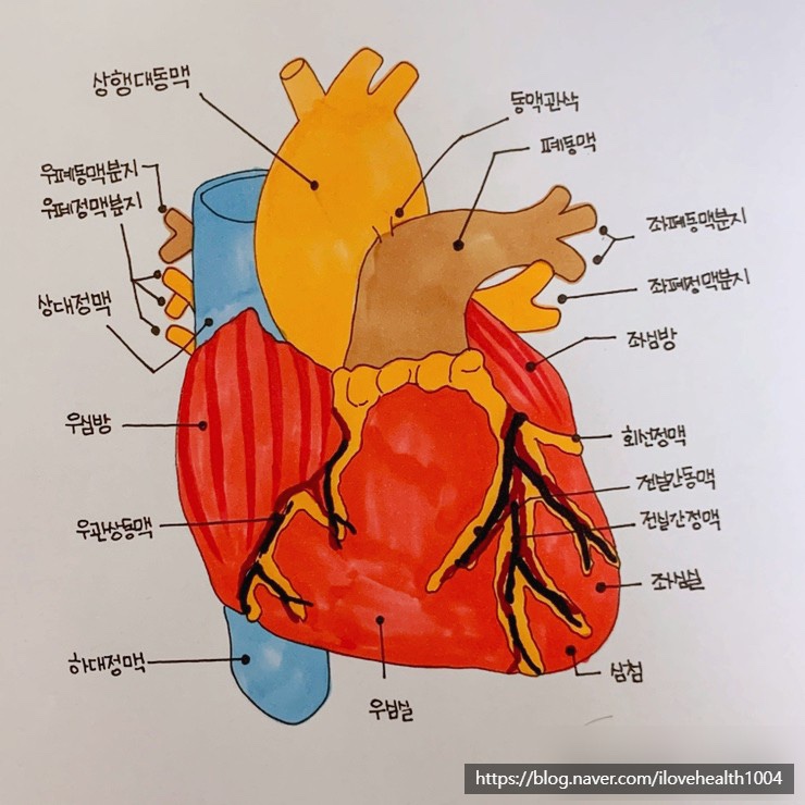 심장의 구조와 기능 심방 심실 알아봅시다