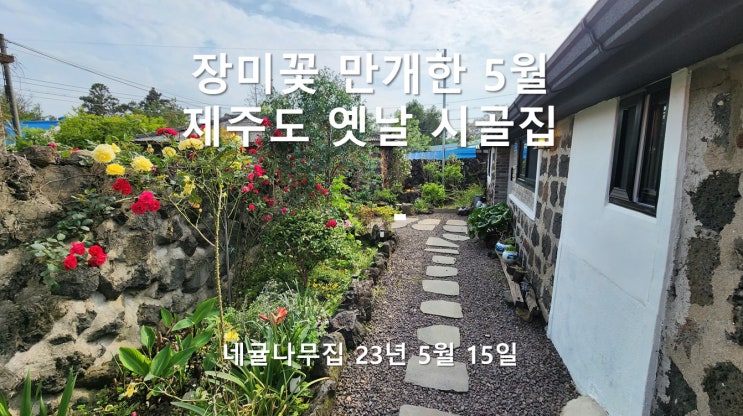 아름다운 제주 한달살기 독채 숙소, 5월 시골집 풍경