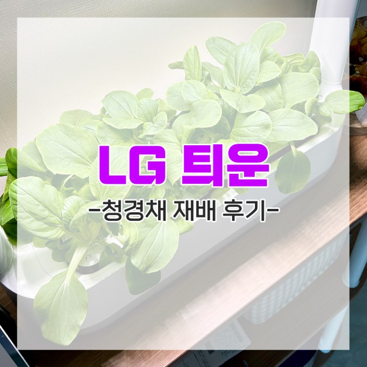 [LG 틔운] 틔운 미니 청경채 씨앗 실내 식물 재배기