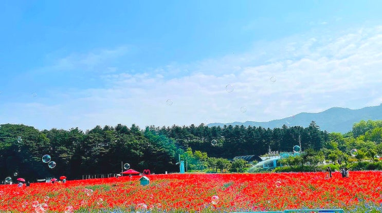 용수골 양귀비 축제 강원도 여행지 꽃 포토존 양귀비 축제 청보리밭 꽃축제
