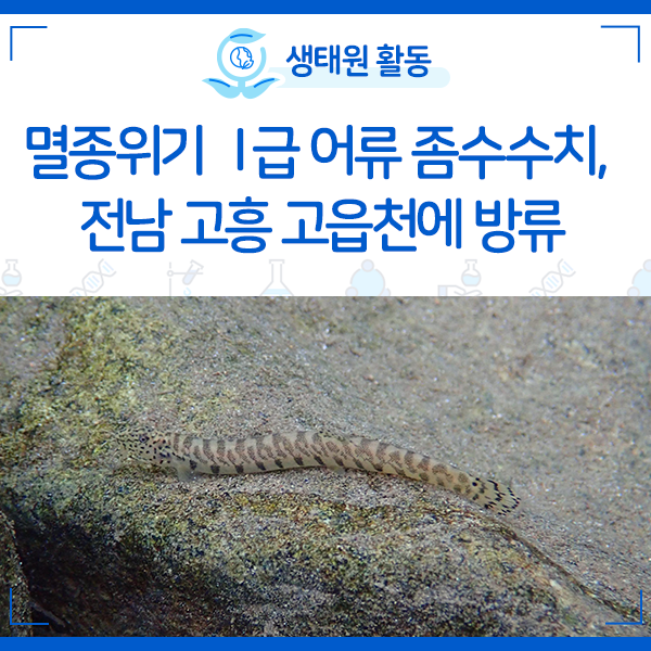 [NIE 소식] 멸종위기 Ⅰ급 어류 좀수수치, 전남 고흥 고읍천에 방류