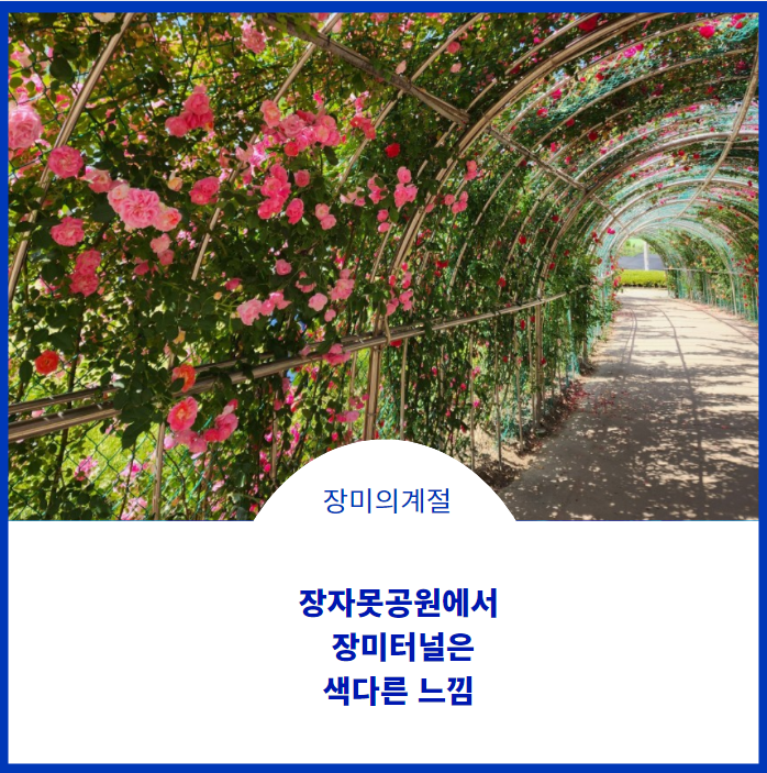  장자못공원에서 장미터널과 장미의 꽃말을 알아봅니다