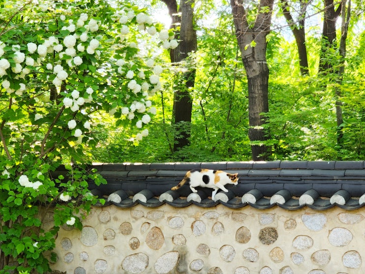 고양시 명소 전통정원 · 삼색냥이 · 불두화 · 노랑꽃창포 일산 호수공원 산책로 고양시 명소 전통정원 · 삼색냥이 · 불두화 · 노랑꽃창포 일산 호수공원 산책로