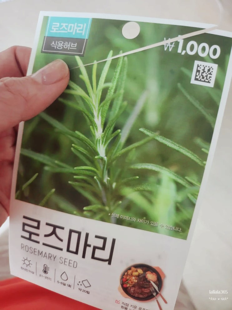  로즈마리 키우는 방법,  씨앗 발아 도전!