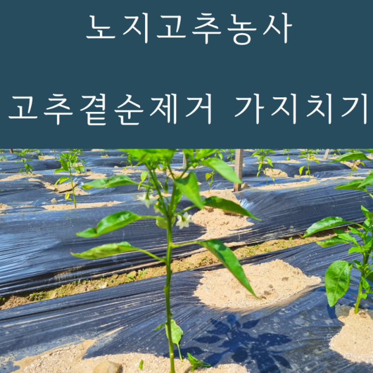  노지고추농사 고추곁순제거 고추가지치기