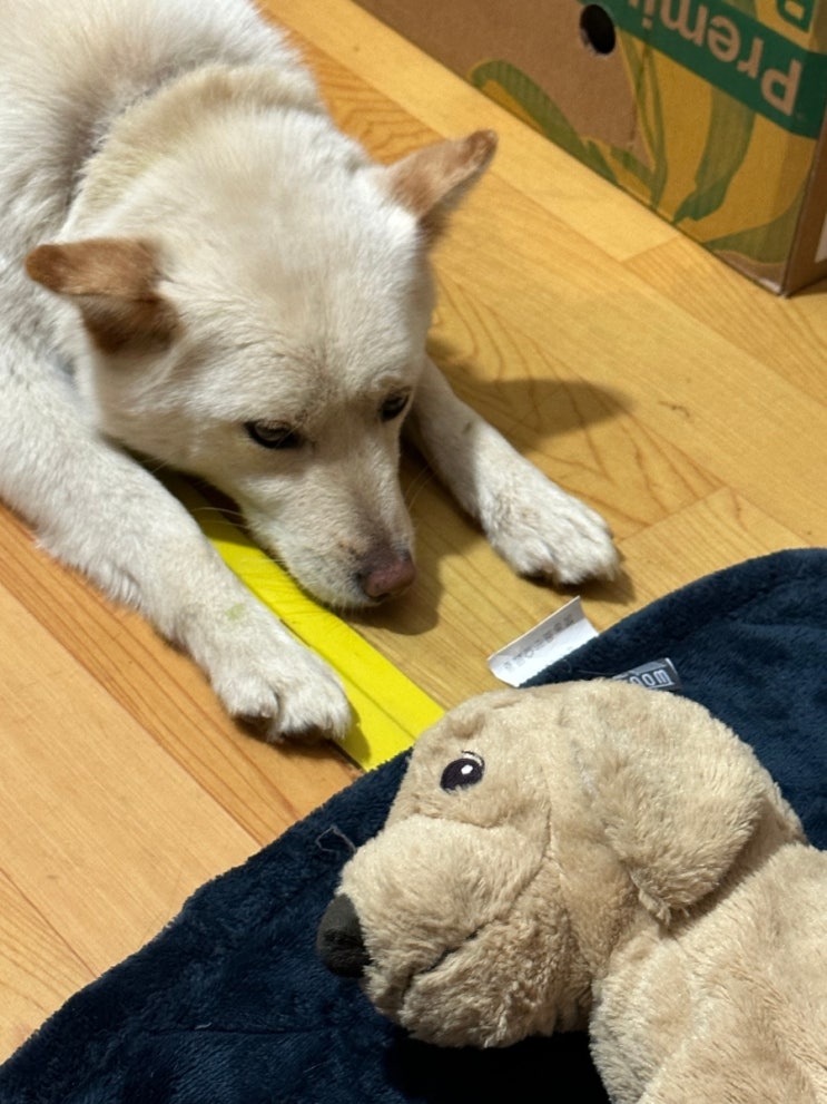  심심견