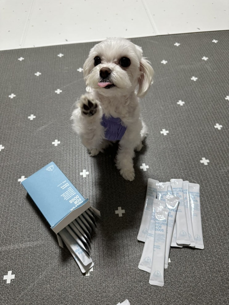  코펜하겐 레서피 강아지음수영양제로 수분보충한 깡이