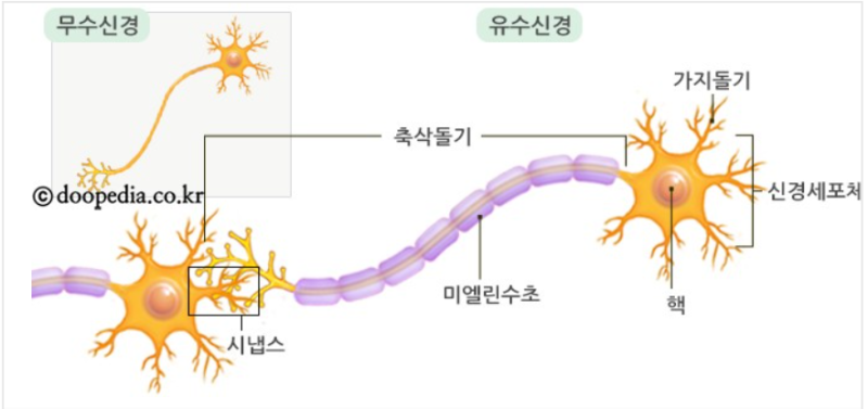 공부와 뇌구조 사이의 관계 : 네이버 블로그