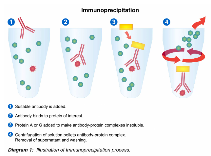 [Protein] Immunoprecipitation (IP,Co-IP, ChIP, RIP) 면역침강법 : 네이버 블로그