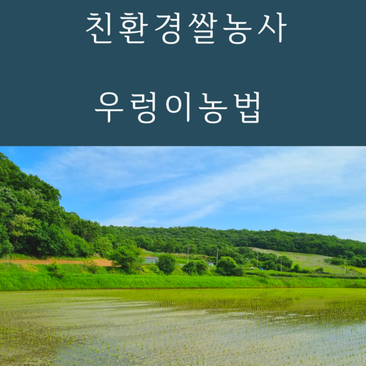  친환경쌀농사 우렁이살포 우렁이농법