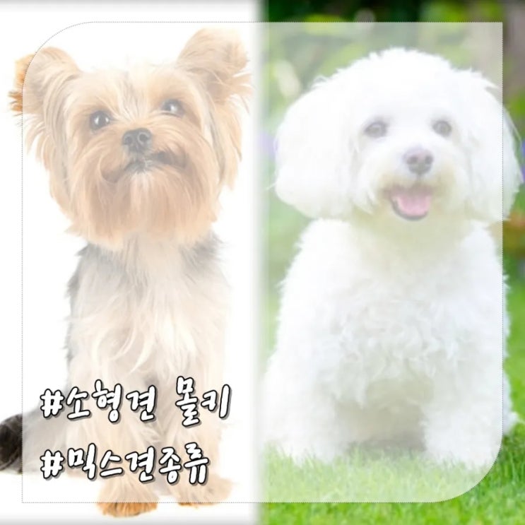  몰키,요크셔테리어와 말티즈 믹스견 종류 특징,포토