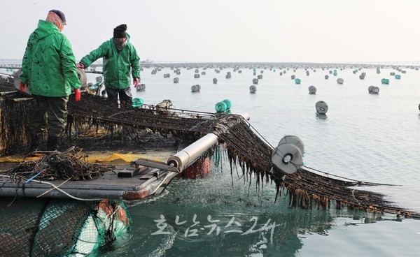  전남도, 2023년산 물김 39만 톤 생산액 360억 원으로 9% 증가