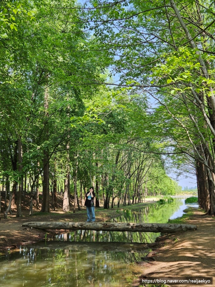경주 여행 가볼만한곳 경북 천년숲정원 외나무다리 인생샷 명소 6월 꽃구경 나들이