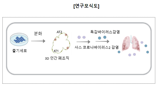 국내연구진, 3D 폐포 배양기술로 코로나19 와 독감 동시감염 과정 규명_질병관리청