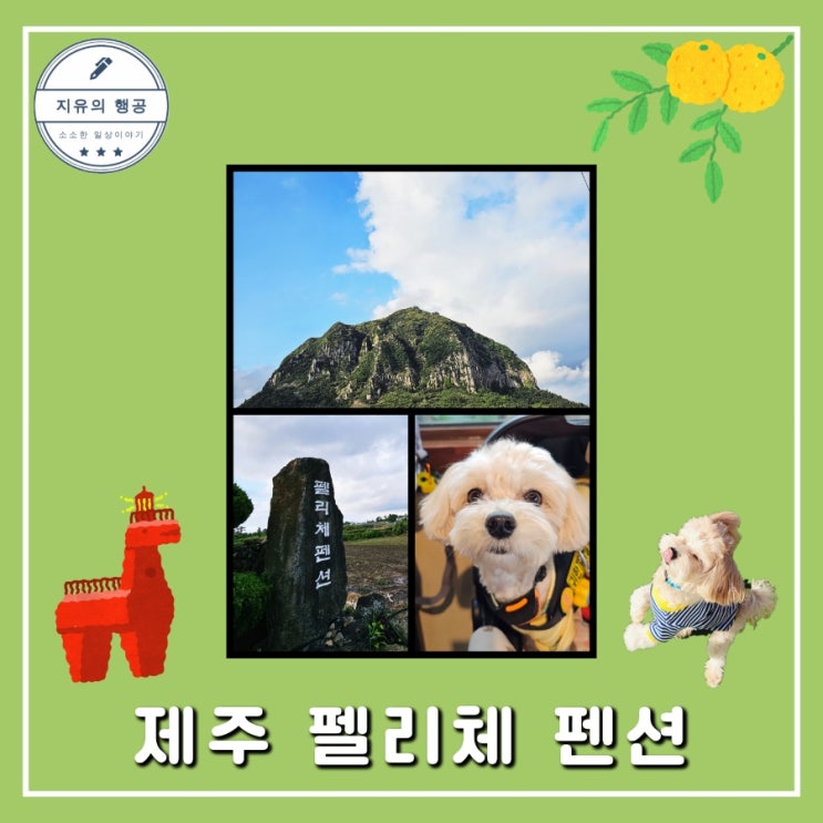  제주 펠리체 펜션ㅣ서귀포 애견 동반 산방산 뷰 내돈내산