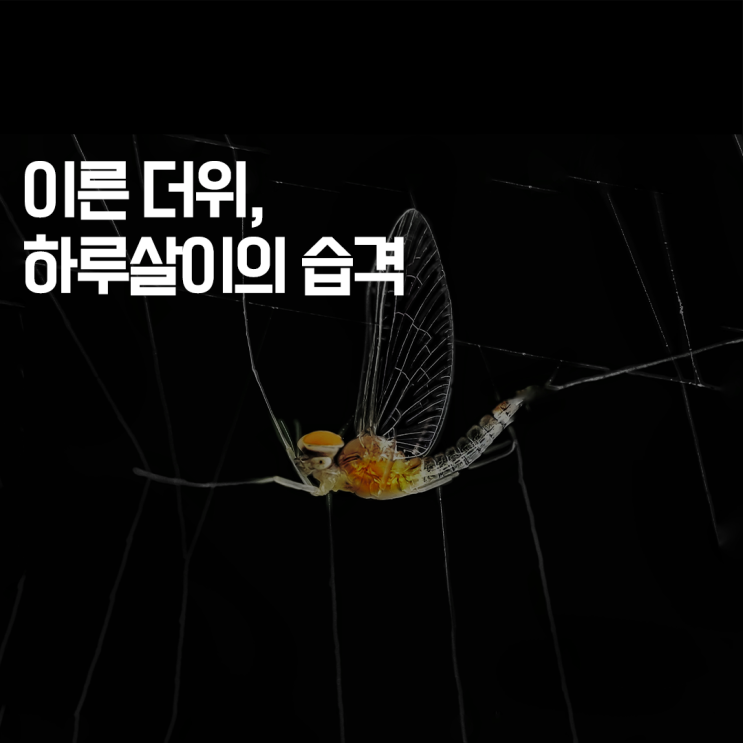  [심플플래닛의 심플두잇] 이른 더위... 하루살이의 습격