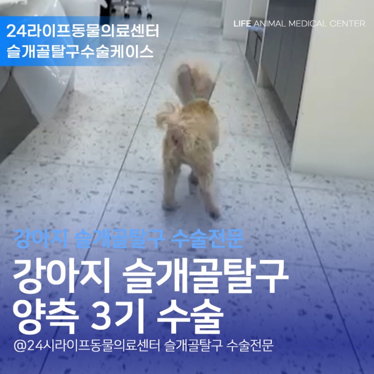 대구강아지 슬개골탈구전문병원 1살 말티푸 슬개골탈구3기 검진부터 수술까지