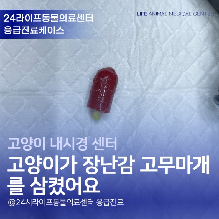 대구 고양이 내시경 24시동물병원 : 고양이가 장난감 고무마개를 삼켰어요