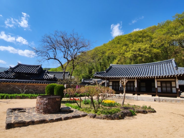  경남 의령 여행 (2): 부잣길, 호암 이병철 생가, 돈나무, 의령 부자 망개떡