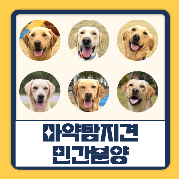 리트리버 분양 <b>관세청 마약</b>탐지견 14마리 민간분양 가족을... 