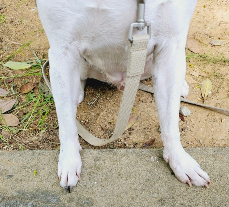  강아지 산책후 발 닦기, 반려견 입장에서 보면 싫겠어요