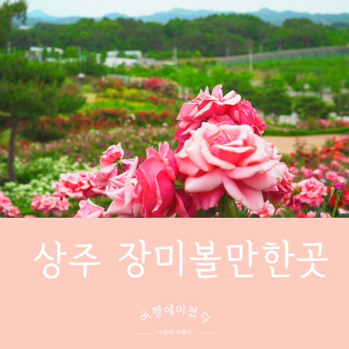  상주장미볼만한곳 경북 상주 함창명주테마파크 장미동산 아이들과가볼만한곳