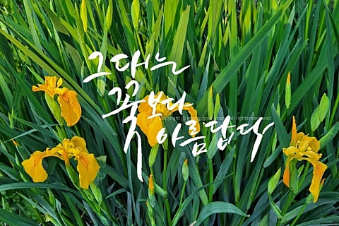 그대는꽃보다 이미지
