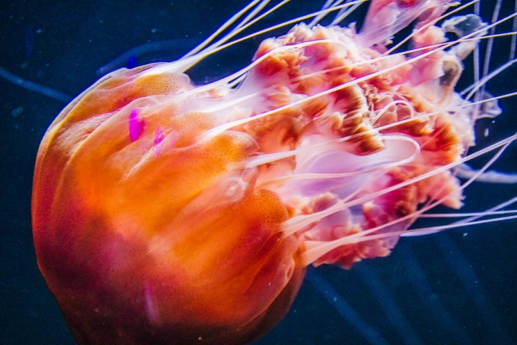 싱가포르 자유여행 센토사 가볼만한곳 SEA 아쿠아리움 싱가포르 자유여행 센토사 가볼만한곳 SEA 아쿠아리움