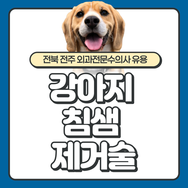  전주 올리몰스, 개 침샘낭종 침샘염증으로 인한 강아지침샘제거수술