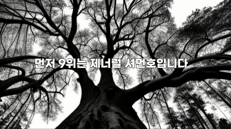  "Reaching for the Sky: 세계에서 가장 높은 나무 탐색"
