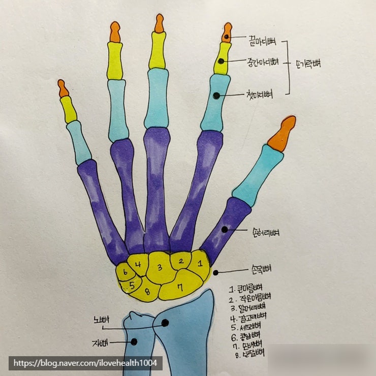 손가락 구조 손가락뼈 개수 손목 질환 알아보자