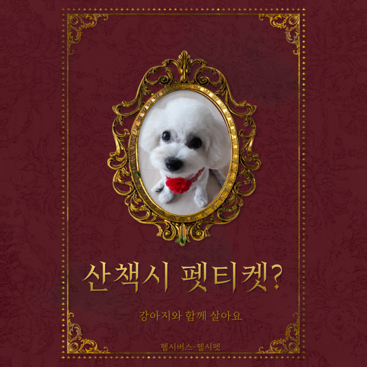  운동하는 강아지 헬시펫- 산책시 주의사항 있나요?