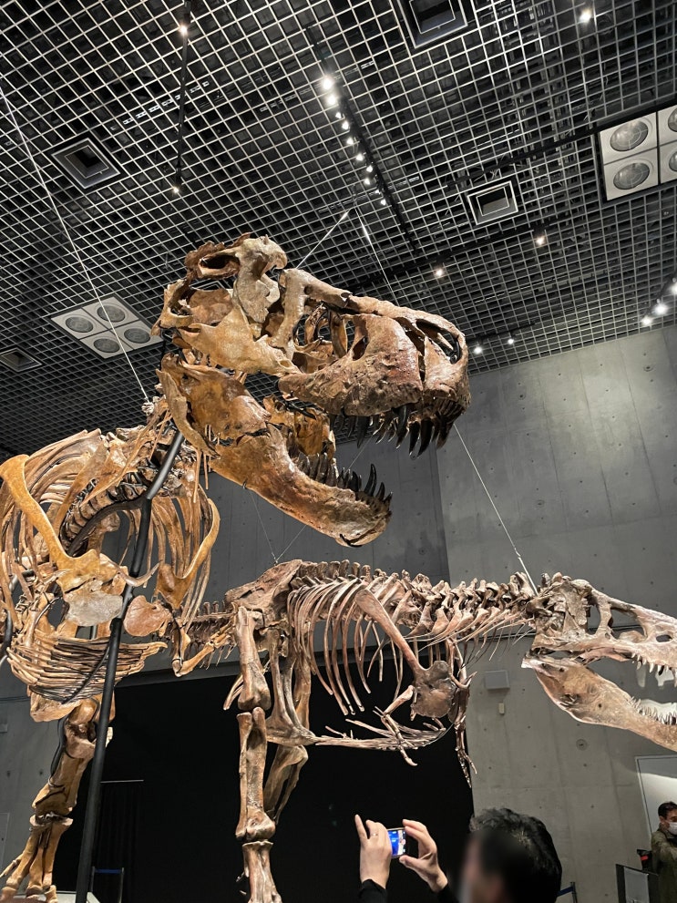 도쿄여행 우에노공원 국립 과학 박물관 공룡전 후기