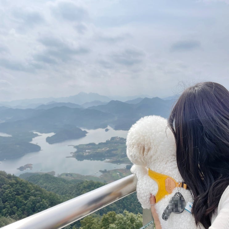  강아지 치매증상과 예방법, 노령견 보호자님은 꼭 읽어주세요