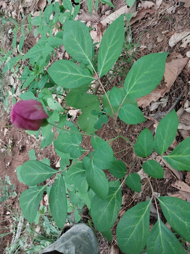  실시간 산행 심봣다