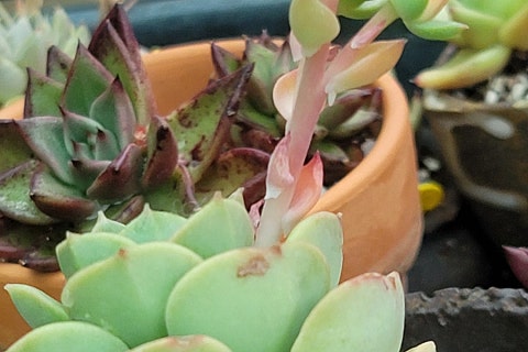 솔다육 이미지