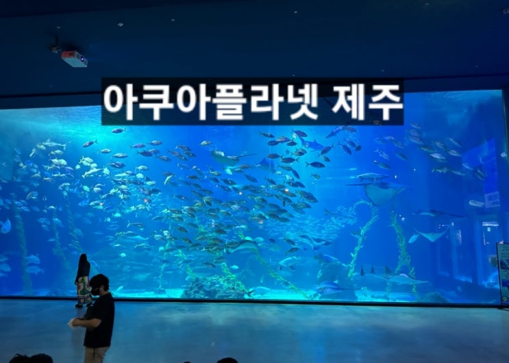  제주 아쿠아플라넷 솔직후기 ! 제주 동부 가볼만한 곳