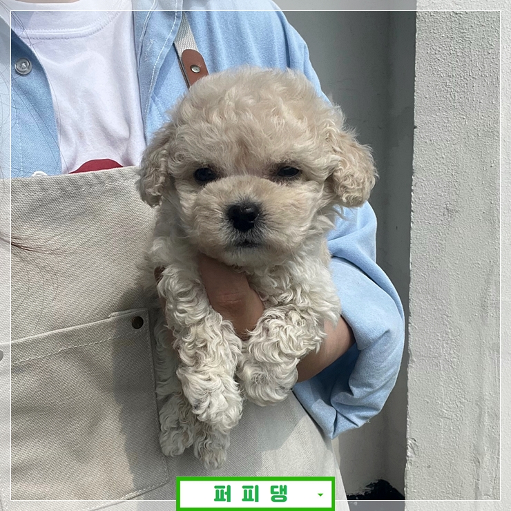  익산강아지분양 퍼피댕