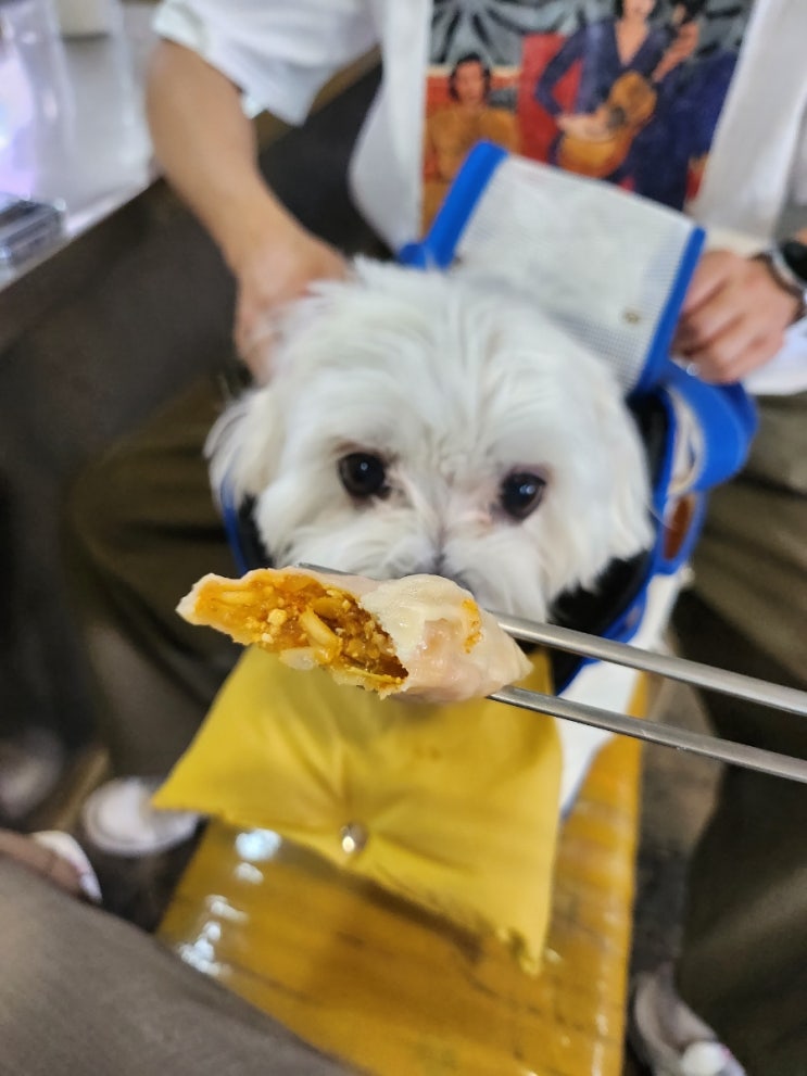  강아지랑 여행 - 충주 무학시장에서