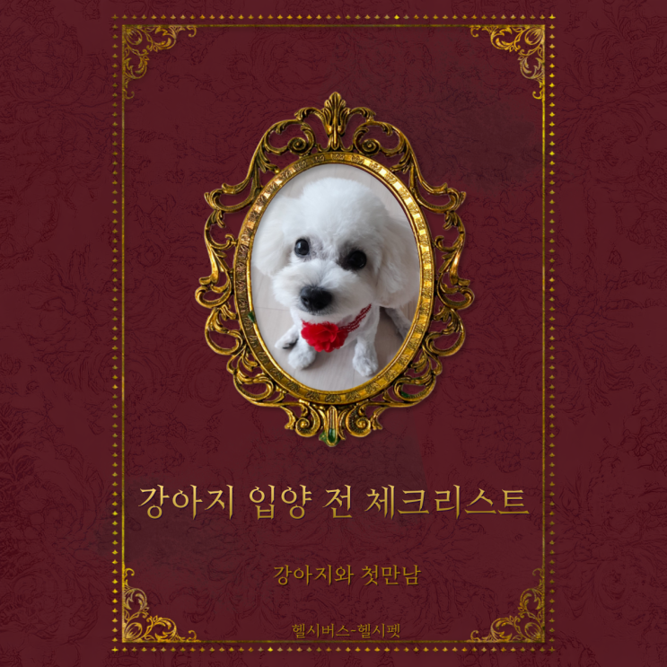 운동하는 강아지 헬시펫- 입양 당일 체크리스트