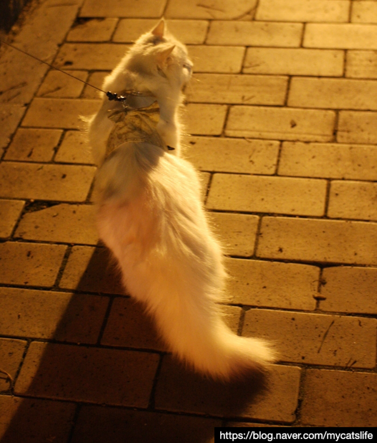 고양이 산책. 나가자 고양이, 콜럼버스 JJ(산책줄, 인식표 필수.외출고양이)