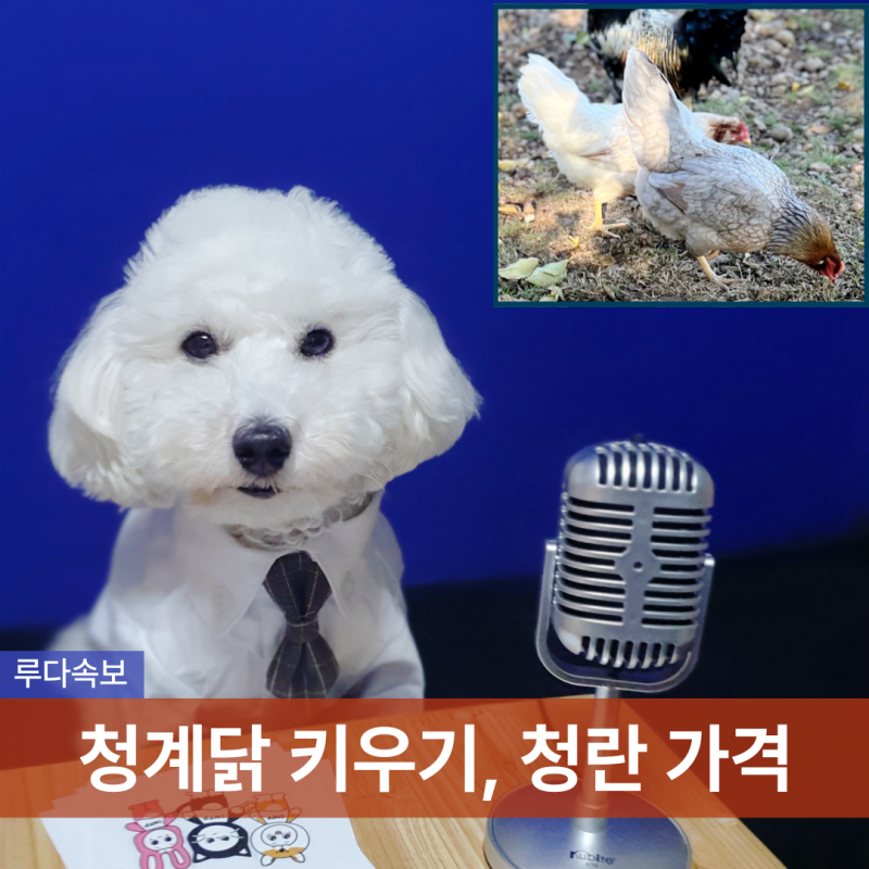 청계닭 분양 및 청란 가격 등 청란닭 키우기 / 청계란 청계알