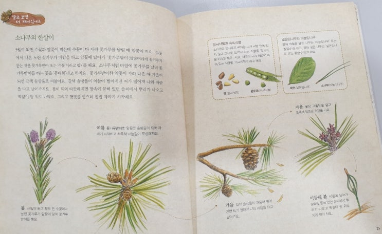  나무 중의 으뜸 늘 푸른 우리 소나무 책