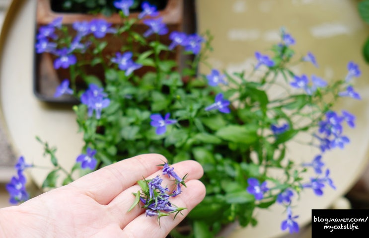 파란색 꽃 로벨리아 꽃(초화류)키우기. 시든 꽃 관리. 파란꽃 종류 이름